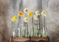 Beautiful spring floristic arrangement with fresh colorful and different variety of daffodil flowers in glass bottles. Royalty Free Stock Photo