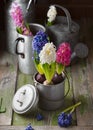 Beautiful spring floristic arrangement with white, blue, pink hyacinthine flowers in the old vintage pot.