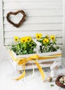 Beautiful spring floristic arrangement with yellow viola flowers in the old vintage wooden box.