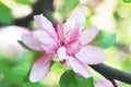 Apple blossom close up Royalty Free Stock Photo