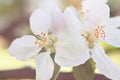 Apple blossom close up Royalty Free Stock Photo