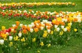 Beautiful spring flower bed with lot of different color and variation of flowers, tulips, narcissus and Muscari Grape Hyacinth. Royalty Free Stock Photo