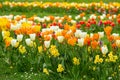 Beautiful spring flower bed with lot of different color and variation of flowers, tulips, narcissus and Muscari Grape Hyacinth. Royalty Free Stock Photo