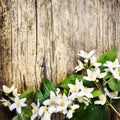 Beautiful spring flower border on rustic wooden background with copyspace. White jasmine bouquet on vintage textured table. Top Royalty Free Stock Photo