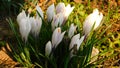 A beautiful spring flower called white-flowered saffron