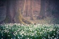 Beautiful spring flower with dreamy fantasy blurred bokeh background. Fresh outdoor nature landscape wallpaper.