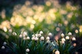 Beautiful spring flower with dreamy fantasy blurred bokeh background. Fresh outdoor nature landscape wallpaper. Royalty Free Stock Photo