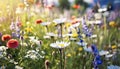 A beautiful spring flower field summer meadow. Natural colorful landscape with many wild flowers of daisies against blue Royalty Free Stock Photo