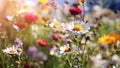 A beautiful spring flower field summer meadow. Natural colorful landscape with many wild flowers of daisies against blue Royalty Free Stock Photo