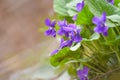 A beautiful spring flower in the forest, early spring.