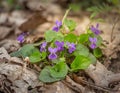 Spring flower in the forest, early spring. Herbaceous perennial plant - Viola odorata wood violet, sweet violet, english