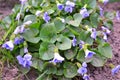 A beautiful spring flower in a garden, early spring. Herbaceous perennial plant - viola odorata or wood violet, sweet violet,
