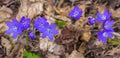 A beautiful spring flower, hepatica. Anemone hepatica . Hepatica nobilis