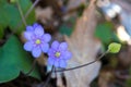 A beautiful spring flower, hepatica? Anemone hepatica? Hepatica nobilis