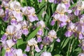 Beautiful spring flower purple iris Royalty Free Stock Photo