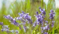 Beautiful purple grass flowers in dark green nature background Royalty Free Stock Photo