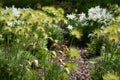 Beautiful spring flower - violet fluffy pasque-flower with buds, petals, green leaves in golden sunny day Royalty Free Stock Photo