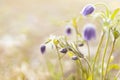 Beautiful spring flower - violet fluffy pasque-flower with buds, petals, green leaves in golden sunny day closeup, detail. Royalty Free Stock Photo