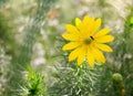 A beautiful spring flower of yellow