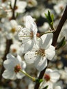 Beautiful spring flowering