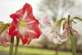 Beautiful spring flowering amaryllis - natural scenery Royalty Free Stock Photo