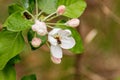 Beautiful spring flowering branches of trees with white flowers and insects macro Royalty Free Stock Photo