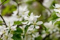 Beautiful spring flowering branches of trees with white flowers and insects macro Royalty Free Stock Photo