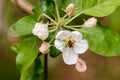 Beautiful spring flowering branches of trees with white flowers and insects macro Royalty Free Stock Photo