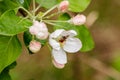 Beautiful spring flowering branches of trees with white flowers and insects macro Royalty Free Stock Photo