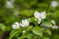 Beautiful spring flowering branches of trees with white flowers and insects macro Royalty Free Stock Photo