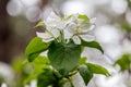 Beautiful spring flowering branches of trees with white flowers and insects macro Royalty Free Stock Photo