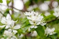 Beautiful spring flowering branches of trees with white flowers and insects macro Royalty Free Stock Photo