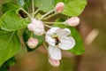 Beautiful spring flowering branches of trees with white flowers and insects macro Royalty Free Stock Photo