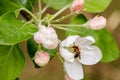 Beautiful spring flowering branches of trees with white flowers and insects macro Royalty Free Stock Photo