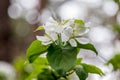 Beautiful spring flowering branches of trees with white flowers and insects macro Royalty Free Stock Photo