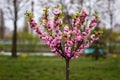 Beautiful spring flowering of pink sakura. Young cherry tree in a city park.