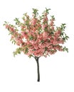 Beautiful spring flowering tree isolated Royalty Free Stock Photo