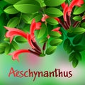 Beautiful spring flowers Aeschynanthus. Cards or your design with space for text. Vector Royalty Free Stock Photo