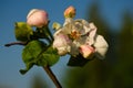 Beautiful spring flowers of an apple tree in garden close-up, on a clear day against a blue sky. Agriculture concept Royalty Free Stock Photo