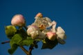 Beautiful spring flowers of apple tree in garden close-up. Raindrops on white flowers against a blue sky. Agriculture concept Royalty Free Stock Photo