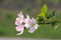 Beautiful spring flowers. Appletree in blooming in the garden. Springtime background. Spring concept