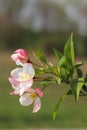 Beautiful spring flowers. Appletree in blooming in the garden. Springtime background. Spring concept