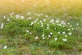 Beautiful spring flowers background. Field of little white, spring flowers Royalty Free Stock Photo