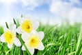 Beautiful spring flowers background -narcissus (Daffodil) . Royalty Free Stock Photo