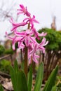 Background pink flowers hyacinths. Background pink flowers hyacinths closeup Royalty Free Stock Photo