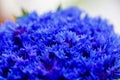 Beautiful spring flowers Blue Centaurea cyanus on background. Bl Royalty Free Stock Photo