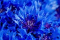 Beautiful spring flowers Blue Centaurea cyanus on background. Bl Royalty Free Stock Photo