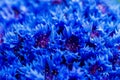 Beautiful spring flowers Blue Centaurea cyanus on background. Bl Royalty Free Stock Photo