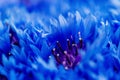 Beautiful spring flowers Blue Centaurea cyanus on background. Bl Royalty Free Stock Photo