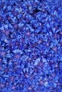 Beautiful spring flowers blue cornflower